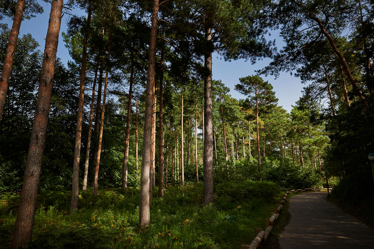 Elveden Forest aerial view.